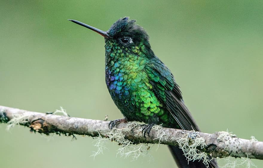 pájaro, colibrí, pico, rama, aviar, pluma, multi color, de cerca, animales en la naturaleza, color verde, posado