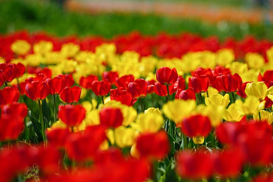 tulipaner, blomster, hage, parkere, Republikken, Korea, vårlandskap, Paju, landskap, tulipan, blomst, anlegg