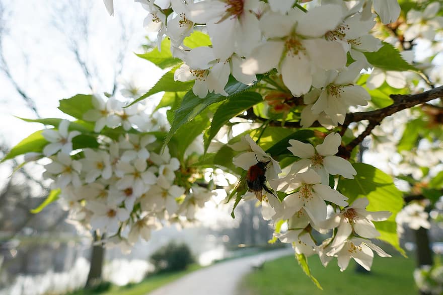 bondar, inflori, primăvară, polenizare, natură, floare albă, botanică