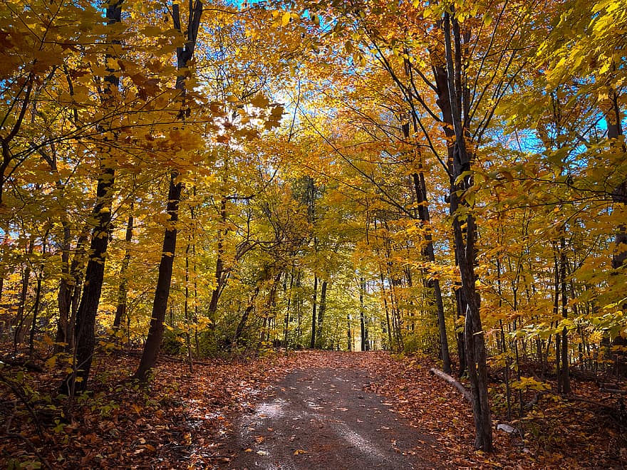 outono, floresta, novembro, folhagem, madeiras, arvores, natureza, sazonal, panorama, caminhar, parque
