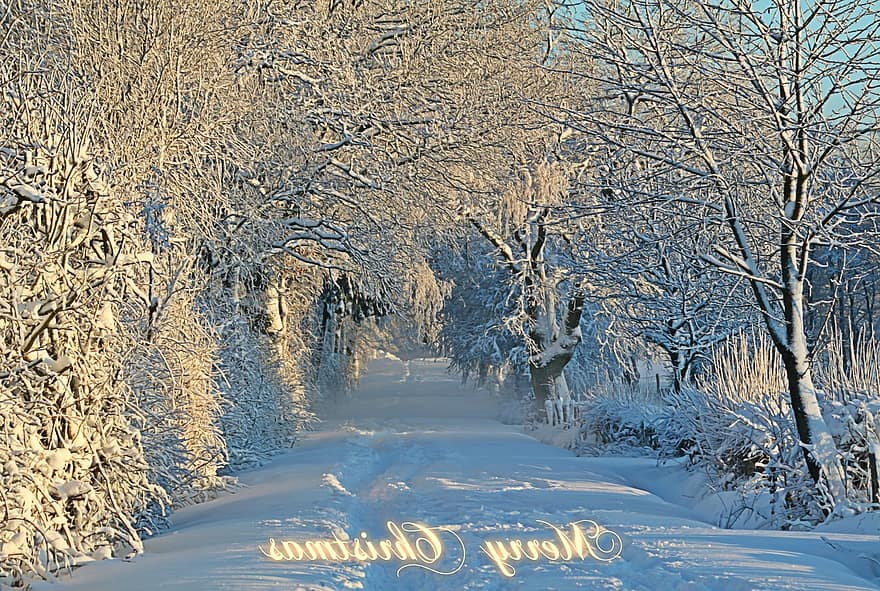 Vánoce, vánoční pozdrav, zimní, sníh, sníh krajina, zasněžený, sněhová dráha, sněhová louka, pryč, stromy, lichtspiel