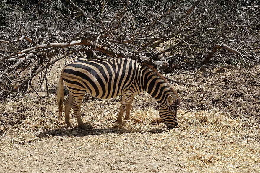 zebra, animal, selva, selvagem, Zebra comendo, Preto e branco, fauna, animais em estado selvagem, listrado, África, animais de safári