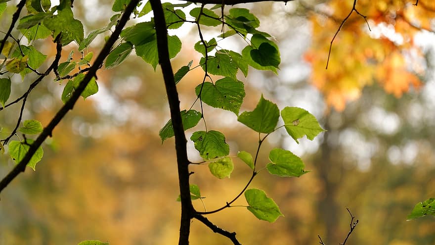 odchodzi, drzewa, listowie, jesień, Natura, liść, drzewo, las, żółty, Oddział, pora roku