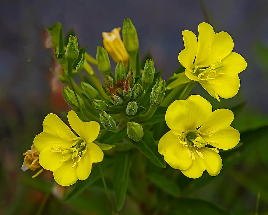 Evening Primrose, Flowers, Plant, Yellow Flowers, Buds, Bloom, Wildflowers, flower, close-up, summer, yellow