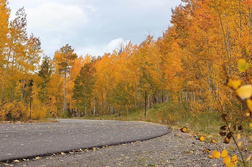 осень, лес, Дорога, падать, листья, дорожка, шоссе, деревья, пейзаж, сельская местность, желтый
