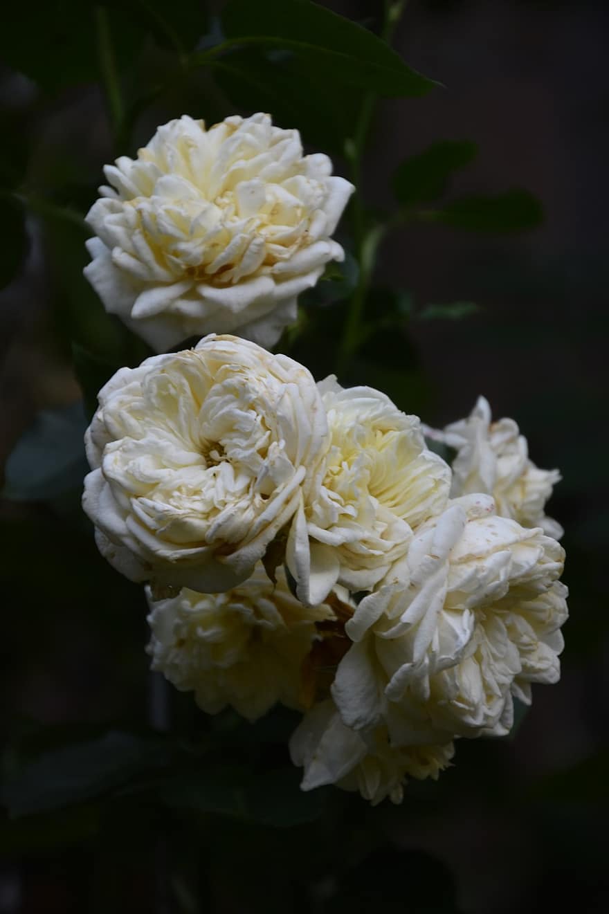 τριαντάφυλλα, λουλούδια, κήπος, λευκά τριαντάφυλλα, αυξήθηκε ανθίζει, πέταλα, πέταλα τριαντάφυλλου, ανθίζω, άνθος, χλωρίδα, φυτά