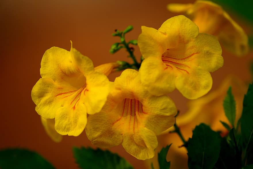 ancianos amarillos, las flores, tecoma stans, Flores amarillas, pétalos, pétalos amarillos, floración, flor, flor de trompeta, flora
