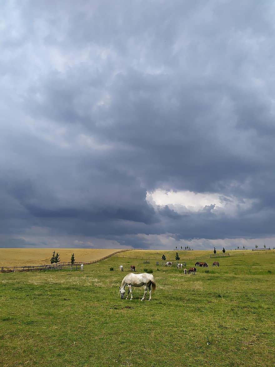 cavalos, reprodução, Fazenda, pasto, natureza, agricultura, nuvens
