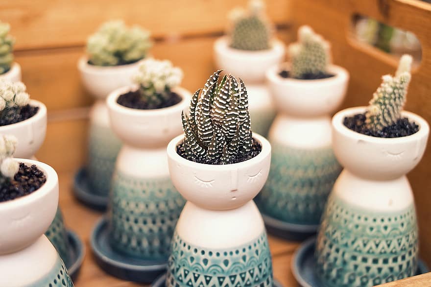 cactus, cactus in vaso, piante in vaso, piante da appartamento, vaso di fiori, pianta, avvicinamento, foglia, crescita, pianta della casa, pianta in vaso