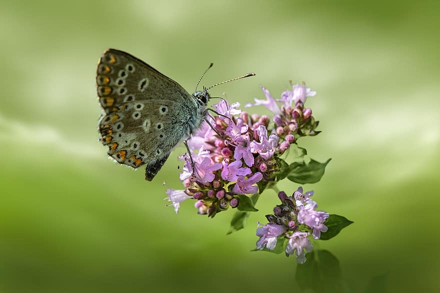 papillon bleu commun, papillon, fleurs, insecte, ailes, pollinisation, fleur sauvage, plante, la nature, fermer, fleur