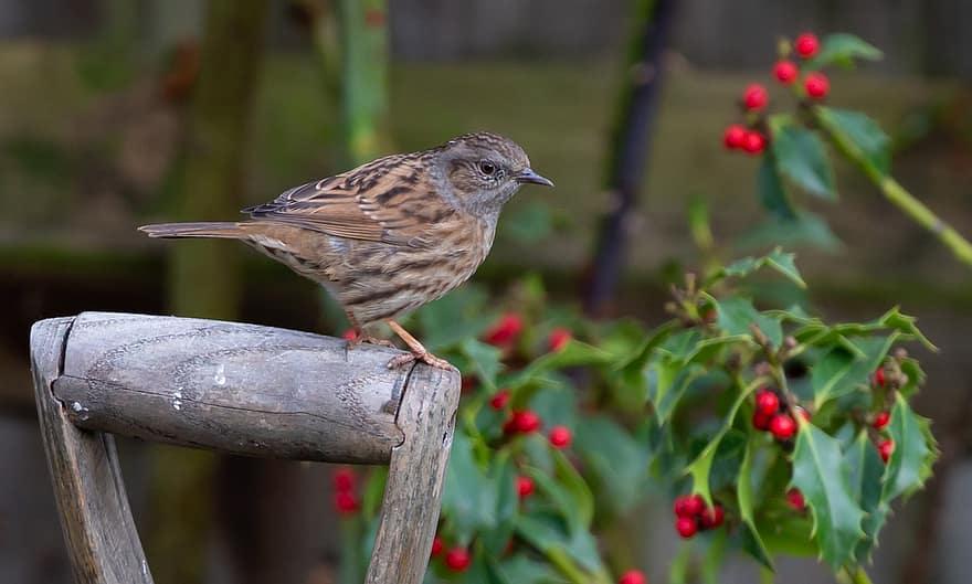 dunnock, burung, kayu, hewan, lindung nilai sparrow, burung passerine, margasatwa, taman, alam