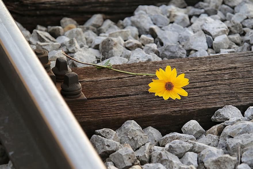 線路、花、アルニカの花、黄色い花、咲く、鉄道、レール、岩、石、屋外の、閉じる