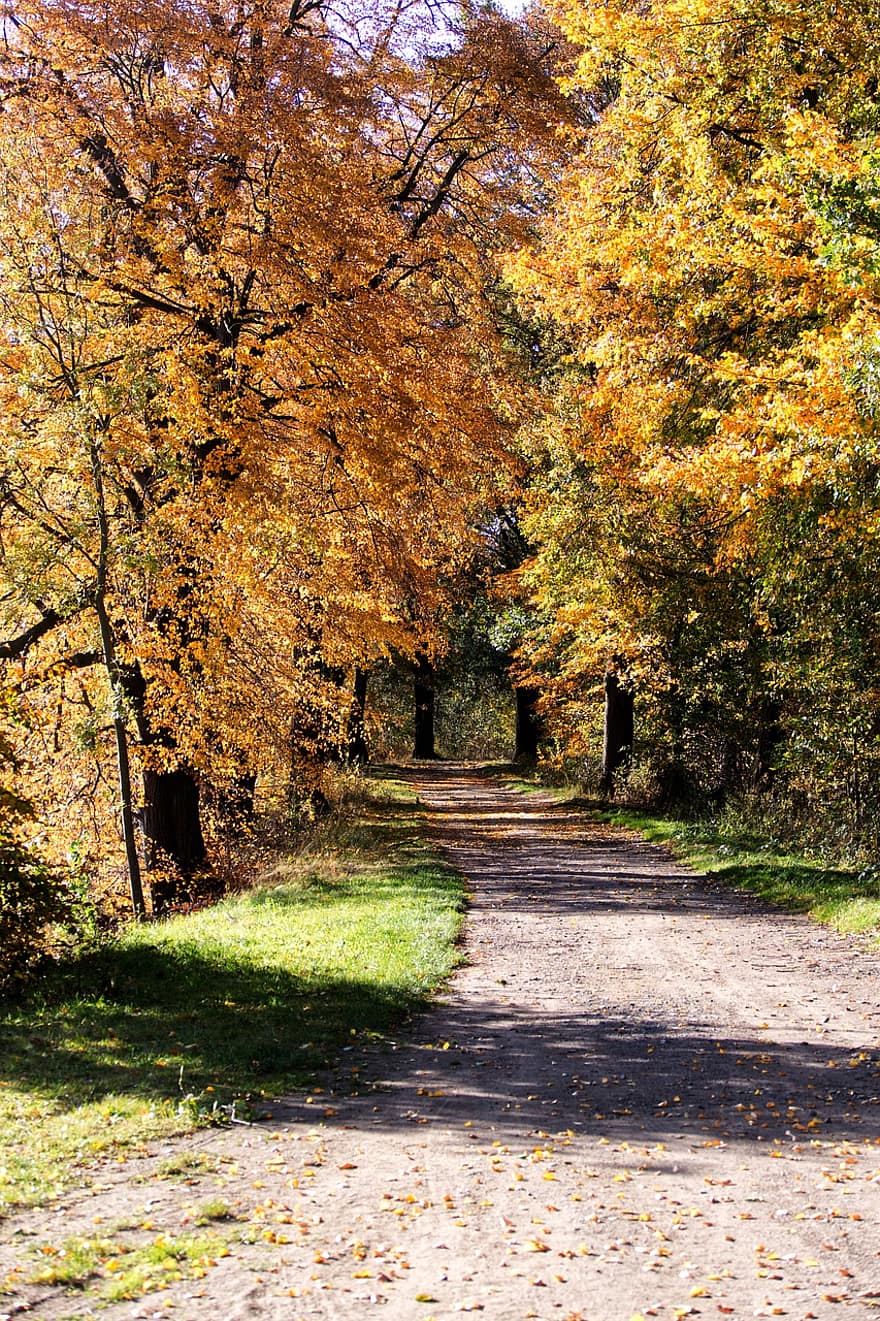 podzim, stromy, Příroda, cesta, venku, venkovský, sezóna