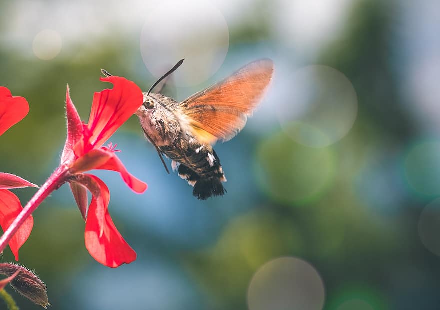 Sfinx Colibri, insect, bloem, rood, natuur, vlinders, vlinder, de lente, stuifmeel, zomer, tuin-