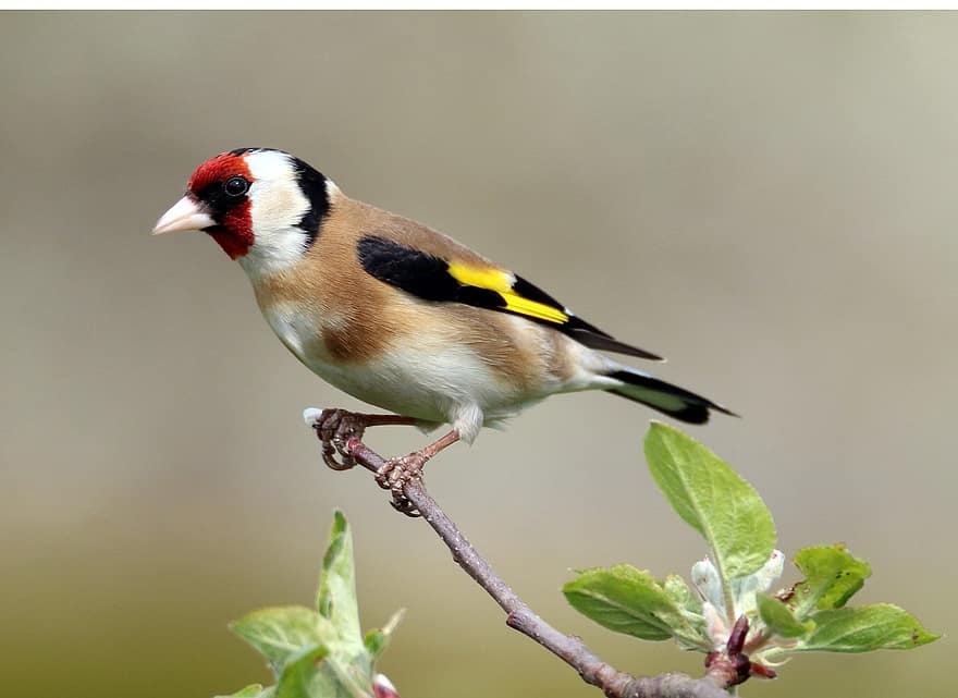Bird, Beak, Plumage, Feathers, Avian, Tree, Branch, Perched, Leaves, Nature, Twig Goldfinch