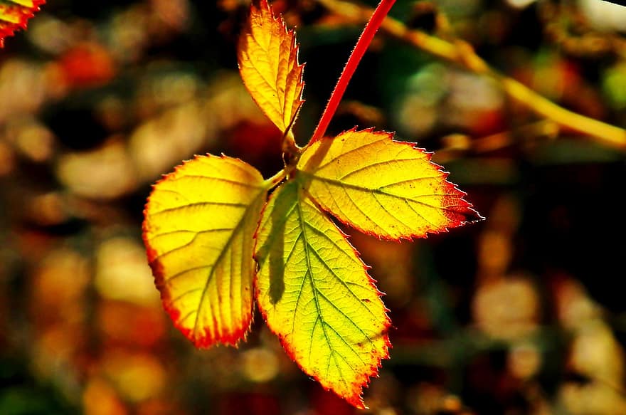 Leaf, Blackberry, Autumn, Colorful, Garden, yellow, close-up, plant, tree, backgrounds, forest