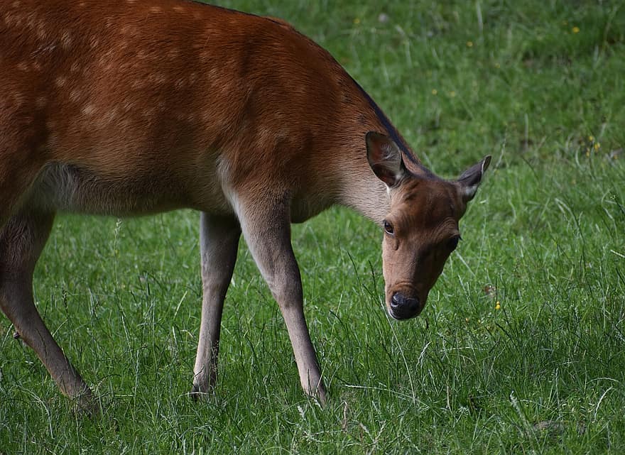 Sika Deer, Animal, Mammal, Wild, Species, Fauna, Spotted Deer, Japanese Deer