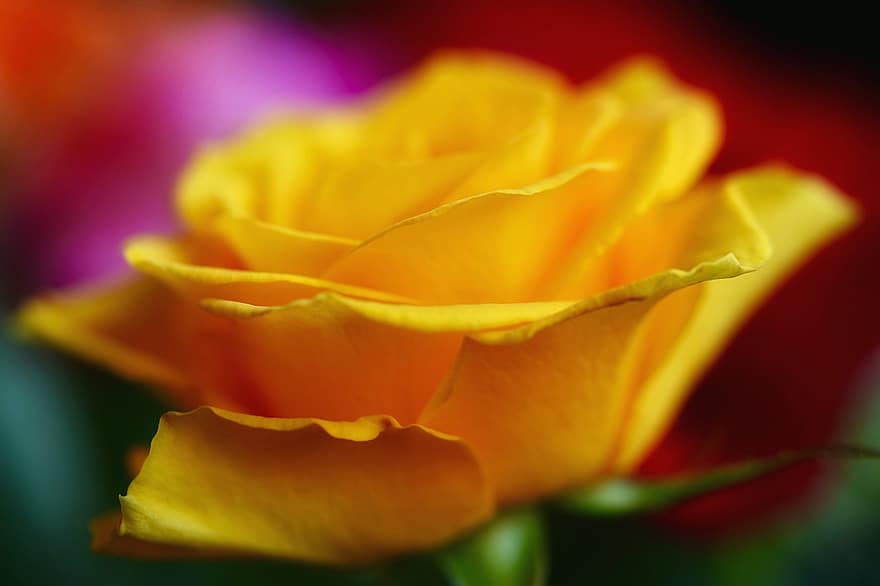 Rose, Yellow Rose, Yellow Petals, Bloom, Blossom, Rose Petals, Flora, Background, Botany, Floriculture