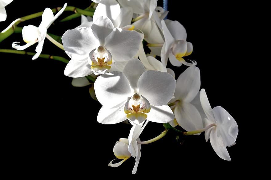 orkideer, blomster, plante, hvide orkideer, hvide blomster, flor, natur, smukke blomster, blomst, tæt på, kronblad