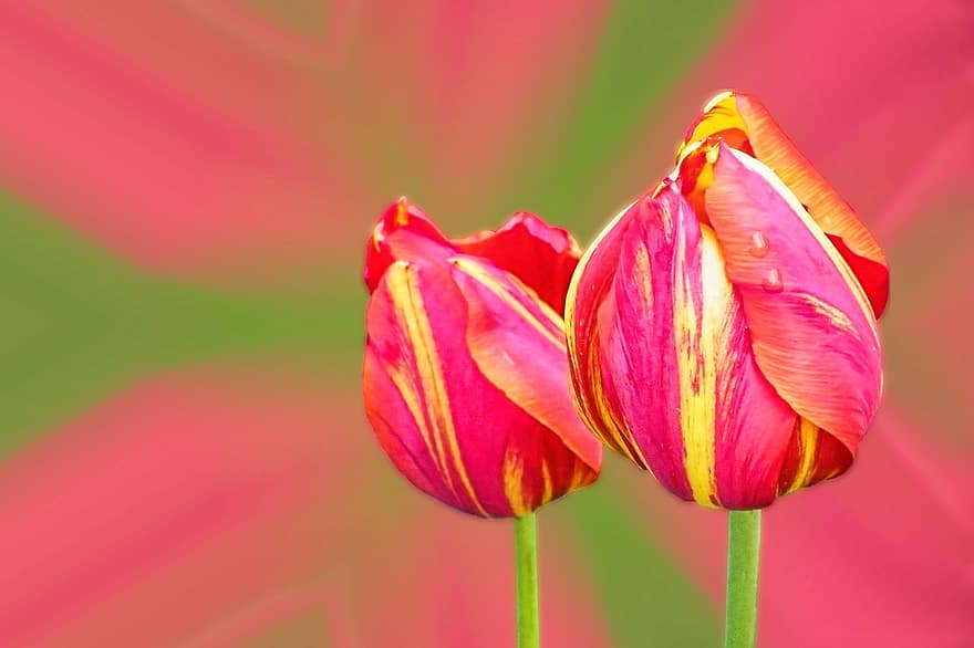 tulipany, czerwony żółty, Żółto-rand, kwitnąć, kwiat, kwiaty