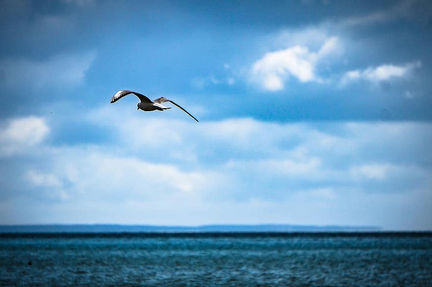 чайка, море, на открытом воздухе, орнитология, горизонт, облака, крыло, рейс, птица, живая природа, летающий