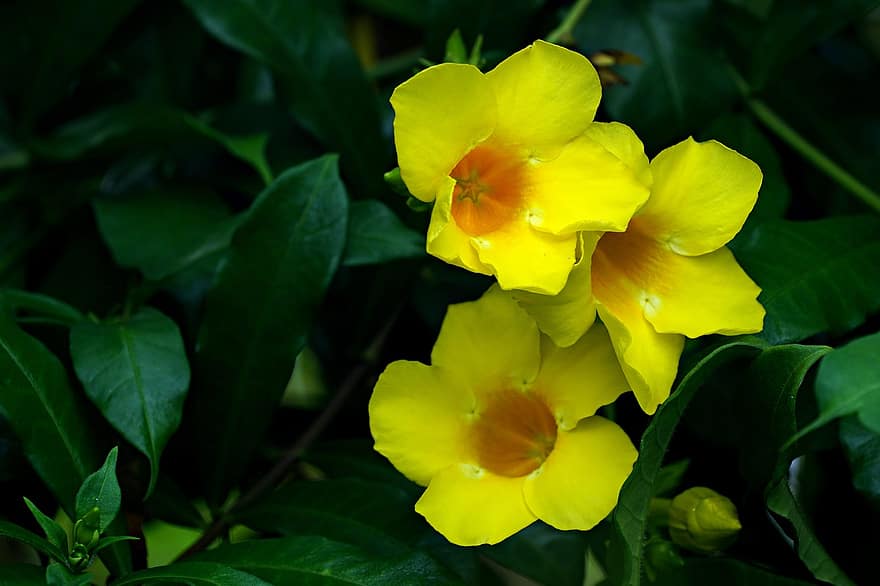 allamanda, λουλούδια, κίτρινα άνθη, πέταλα, κίτρινα πέταλα, ανθίζω, άνθος, χλωρίδα, φυτό