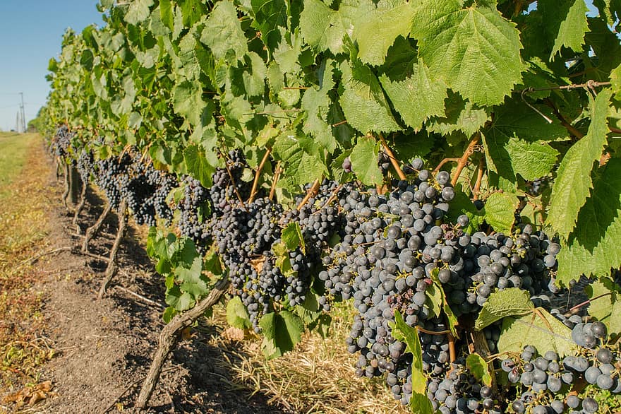 les raisins, vignes, vignoble, viticulture, agriculture, campagne, ferme, la nature, plantation