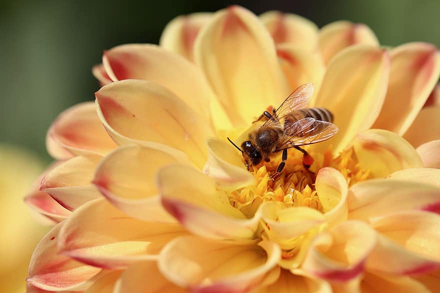 dahlia, abeille, pollen, pollinisation, féconder, fleur, fleur de dahlia, Floraison, flore, floriculture, horticulture