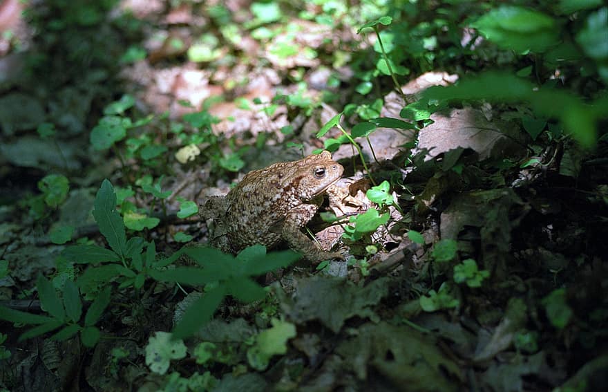 жаба, коричнева жаба, земноводних, дикої природи, фауна