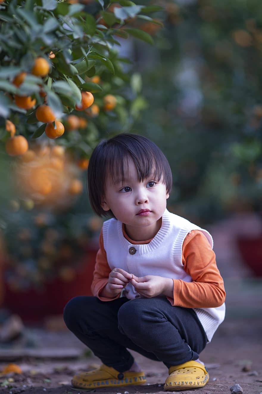 dziecko, dziewczynka, pomarańcze, owoce, krzew, rośliny, uroczy, młody, dzieciństwo