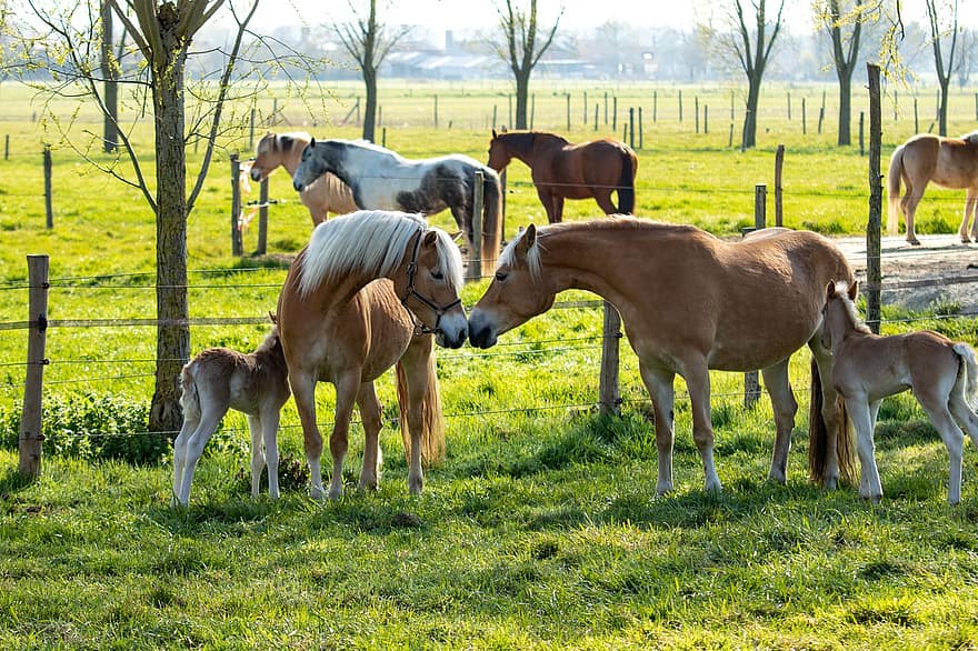 føll, hester, dyr, hoppe, pattedyr, ride, gård, gårdsdyr, gårdsplassen, dyreliv, natur