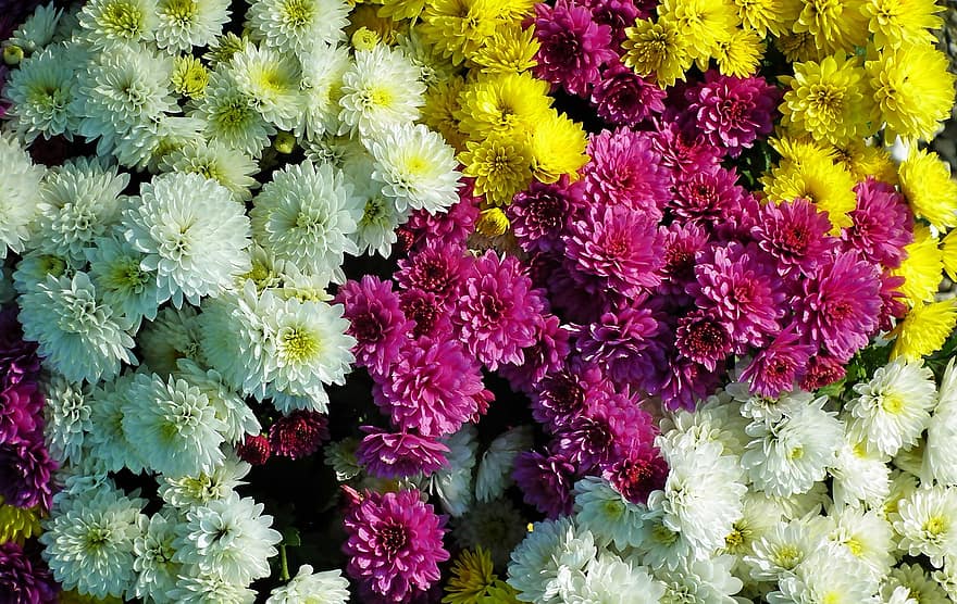 Flowers, Chrysanthemum, Bloom, Botany, Blossom, Blooming, Nature, plant, flower, close-up, leaf