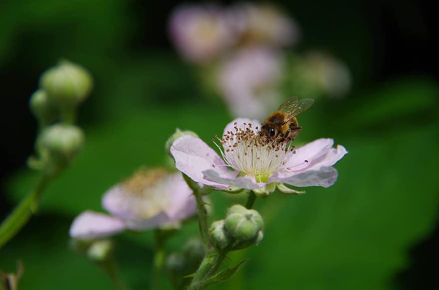 пчела, цвете, къпина, храст, природа, насекомо, макро, растение, цвят, разцвет, медна пчела