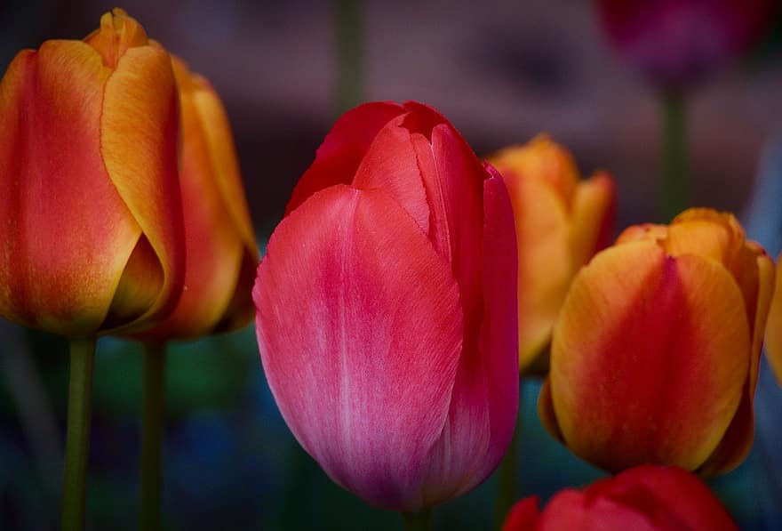 tulipaner, blomster, natur, blomstre, blomst, flora, tulipan, anlegg, blomsterhodet, petal, nærbilde