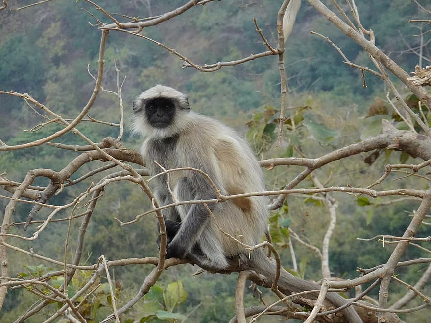 Gray Langur, Langur, Monkey, Semnopithecus Entellus, Hanuman Langur, Primate, Wildlife, Mammal, Animal
