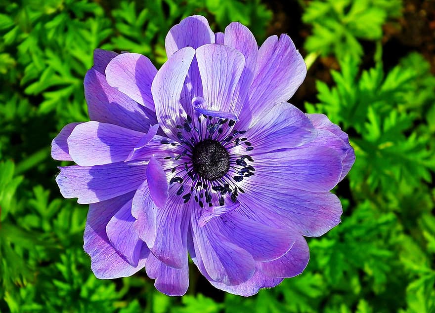 anemone, flor, blau, pètals, flor blava, pètals blaus, florir, flora, floricultura, horticultura, naturalesa