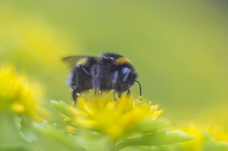 пчела, насекомо, макро фотография, макро, цветя, зелен, бръмча, Русия, ботаническа градина, малко, земна пчела