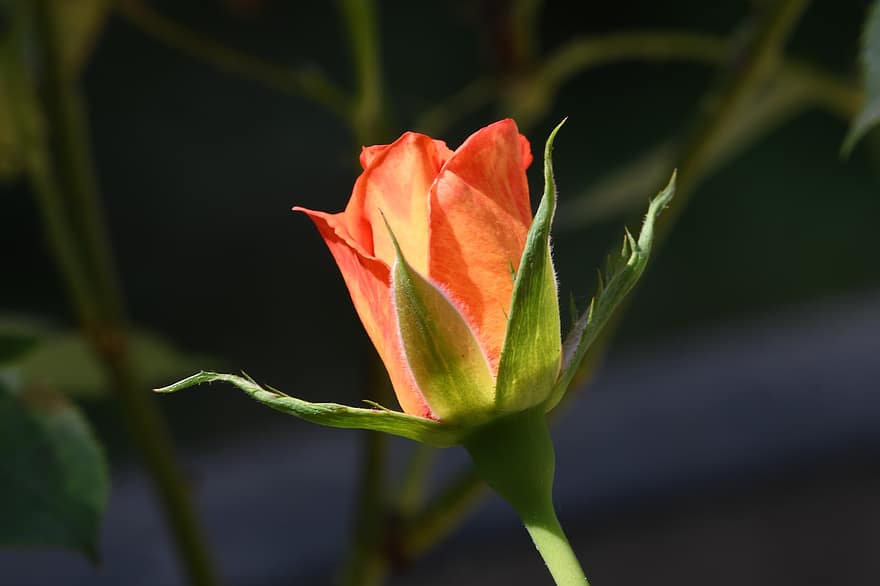 Rosa, Flower, Bud, Petals, Bloom