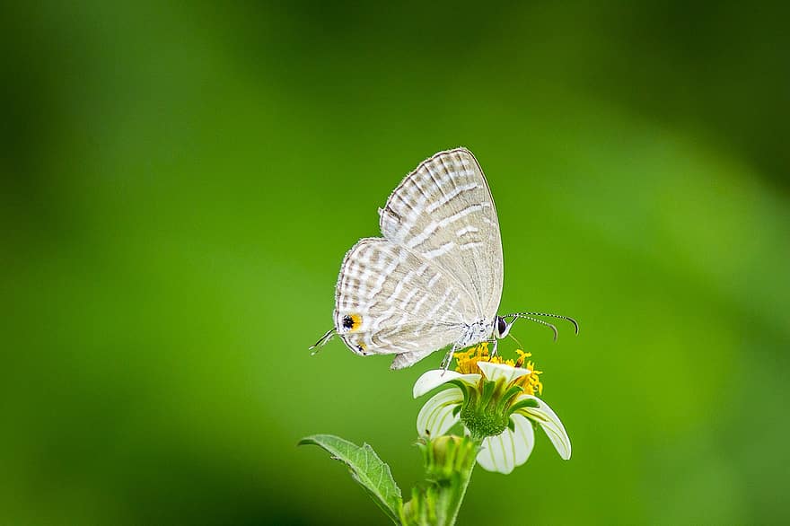 Obyčejný Cerulean, motýl, hmyz, květ, Jamides Celeno, křídla, rostlina, zahrada, Příroda, detail, zelená barva