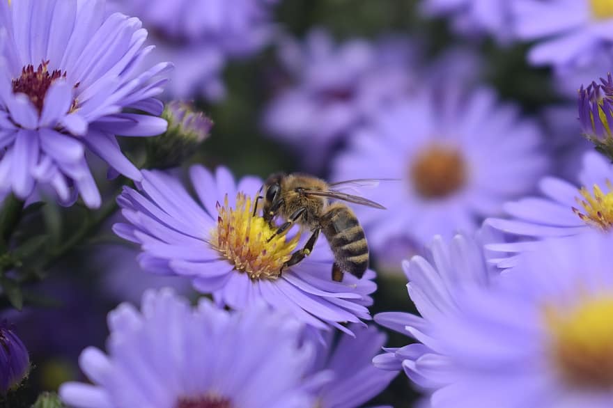 lebah, lebah madu, aster, bunga-bunga, bunga ungu, serangga, berkembang, mekar, tanaman berbunga, tanaman hias, menanam