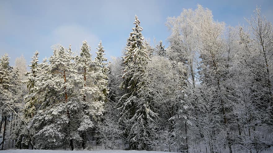 hiver, forêt, neige, arbre, Noël, la nature, Contexte, blanc, du froid, paysage, de plein air