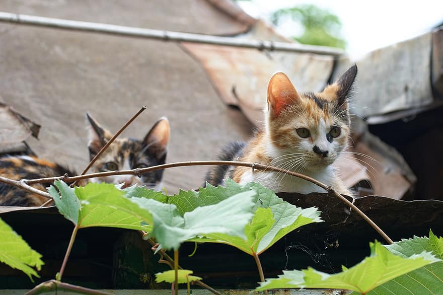 коты, крыша, котята, домашние питомцы, животные, кошачий, сарай