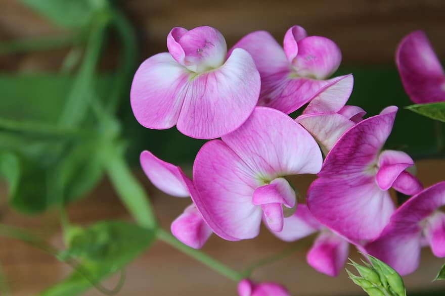 Erbse, Fabaceae, violett, blühen, Nahansicht, Blumen