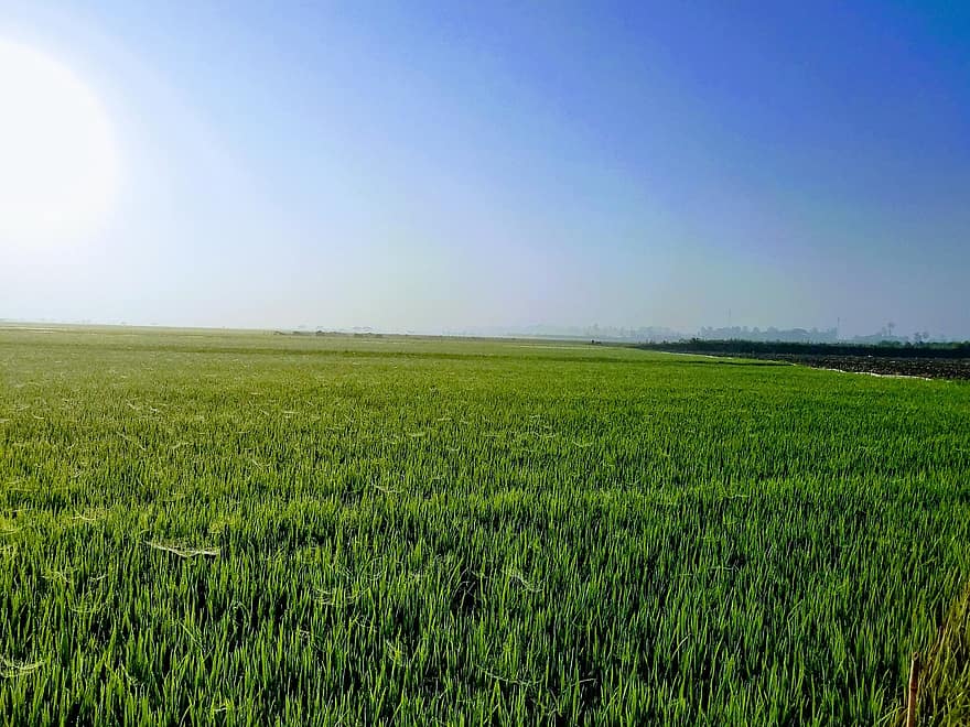 veld-, gras, hemel, blauwe wolken, weide, landelijke scène, zomer, landbouw, landschap, farm, groene kleur