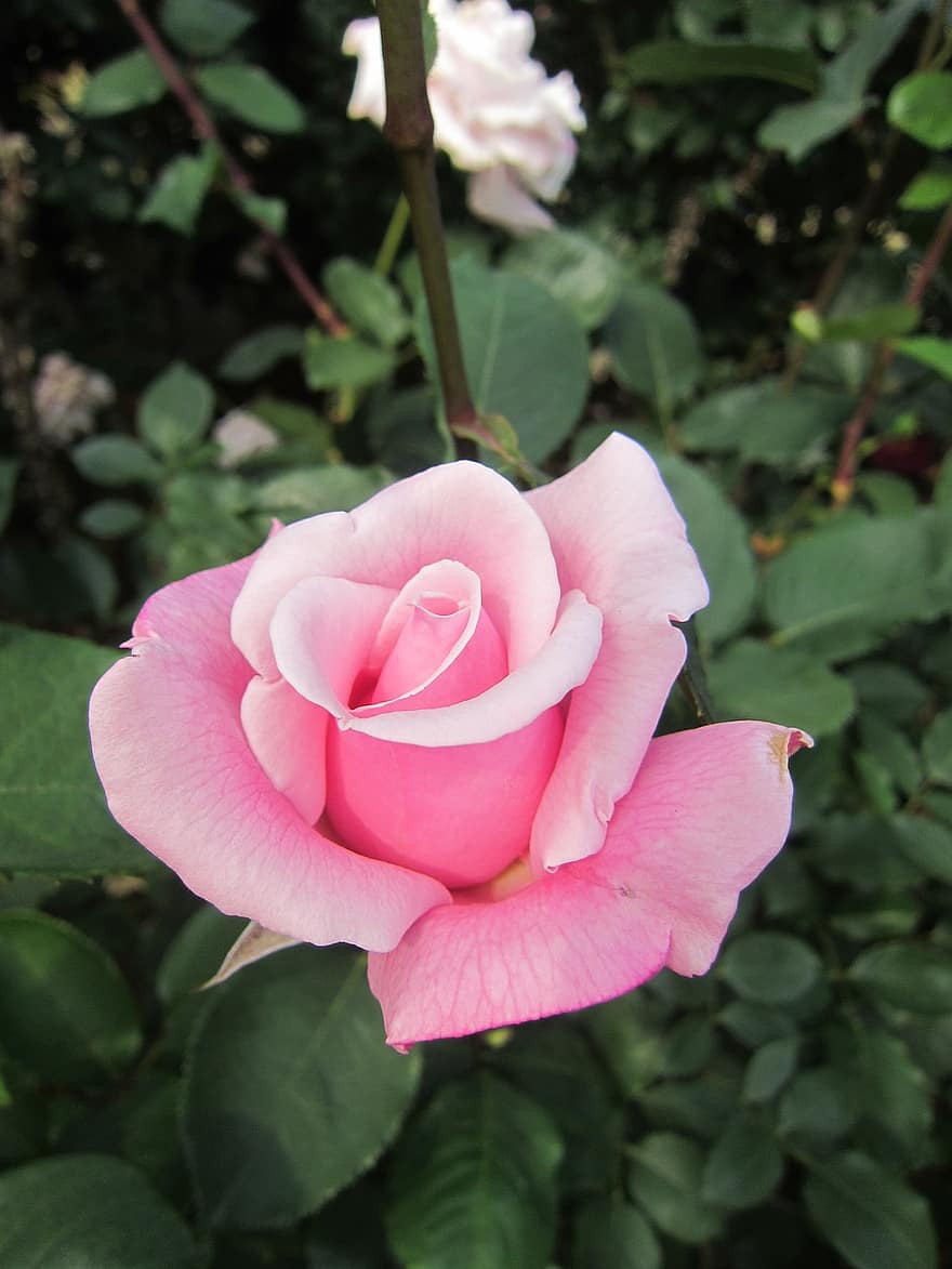 ruusu-, kukka, pinkki ruusu, nousi kukinta, vaaleanpunainen kukka, terälehdet, ruusunlehdet, kukinta, kasvisto, kasvi