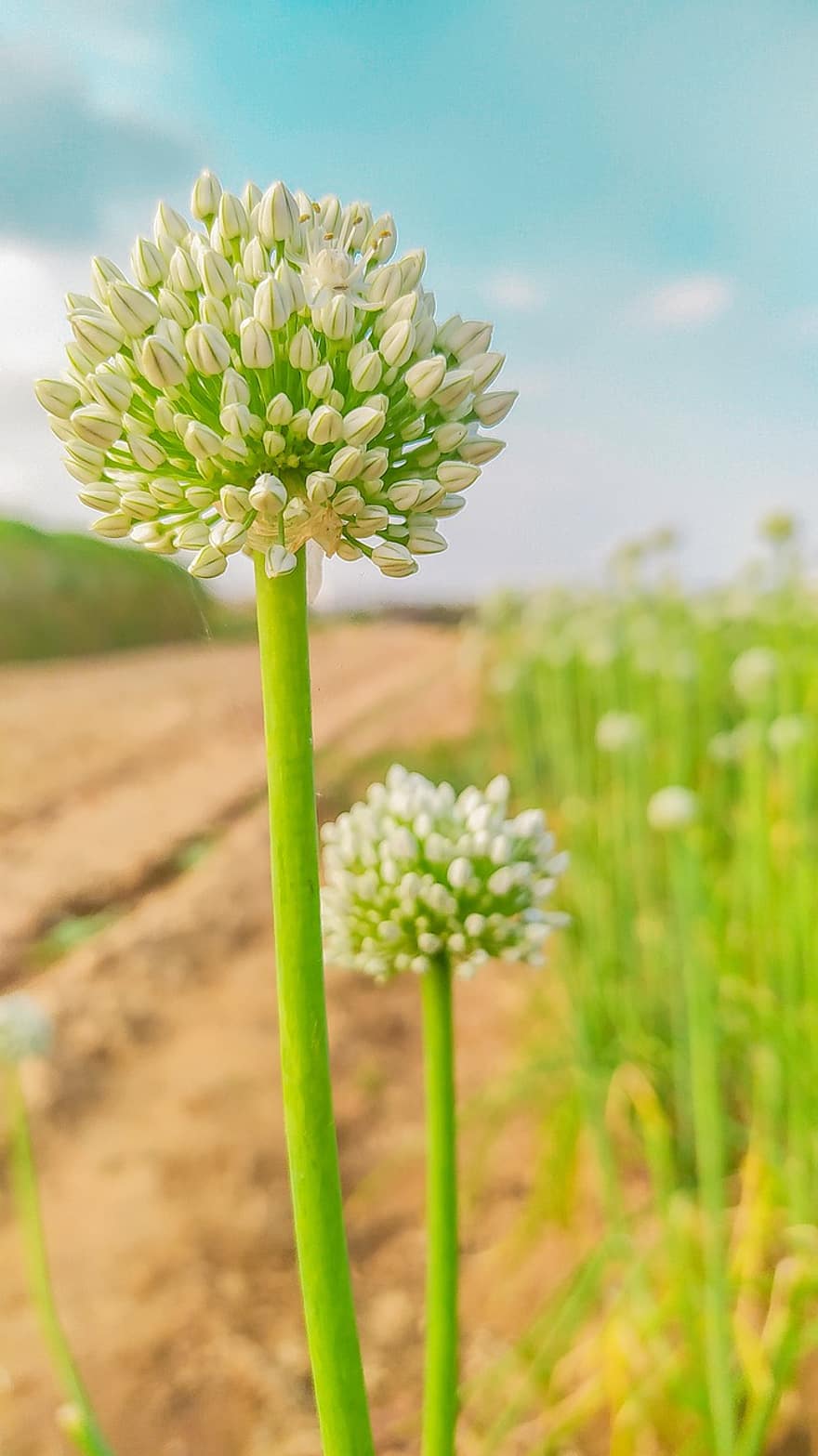Allium, Flowers, Plant, White Flowers, Buds, Bloom, Spring, Meadow, Nature