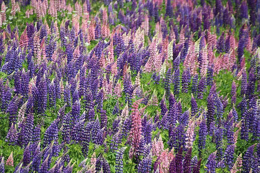 Lupine, Flowers, Plants, Lupin, Bloom, Mountain Flowers, Meadow, Nature, Summer