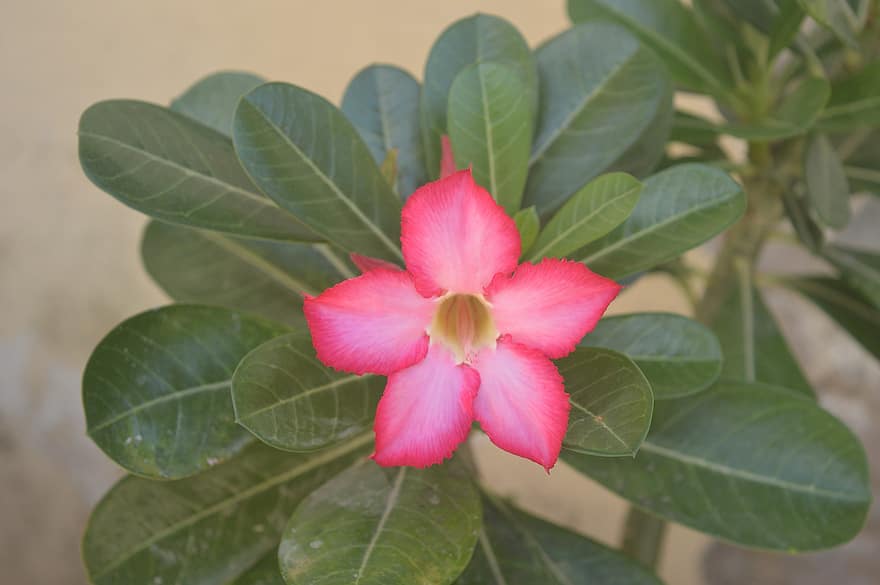 flor del desert, adenium, Deser Rose, jardí