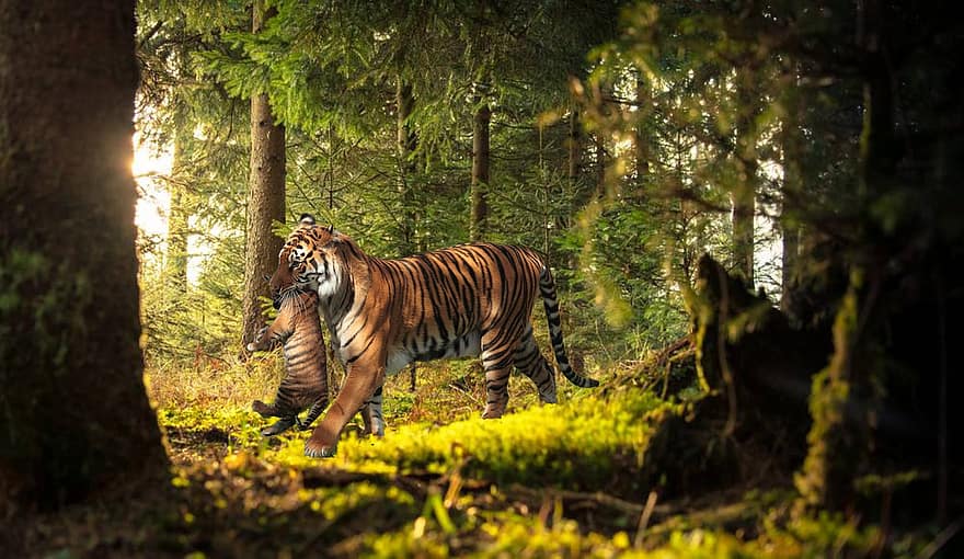 fundal, pădure, tigru, fantezie, animal, arta digitala