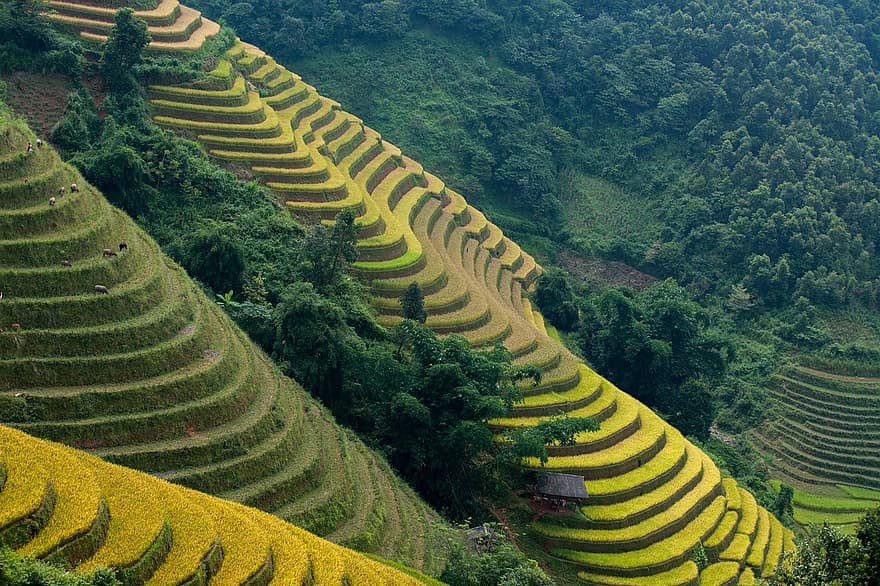 terrazze di riso, campi di riso, Vietnam, risaie, montagne, agricoltura, natura, rurale, piantagione, mu cang chai, Asia